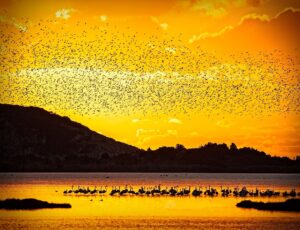 gialova lagoon birdwatching