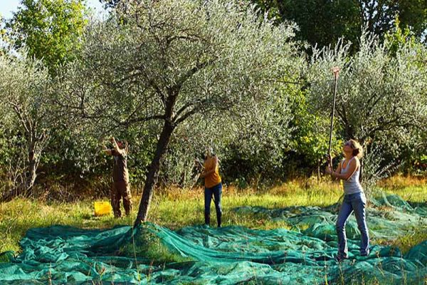 olive harvest