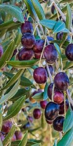 olives kalamata
