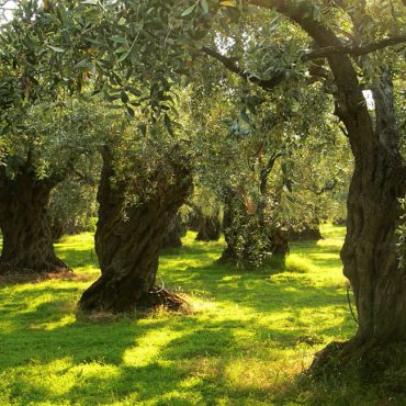 olive groves