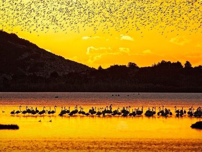 gialova lagoon birdwatching