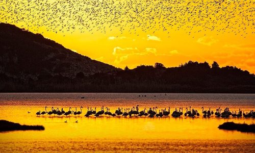 gialova lagoon birdwatching