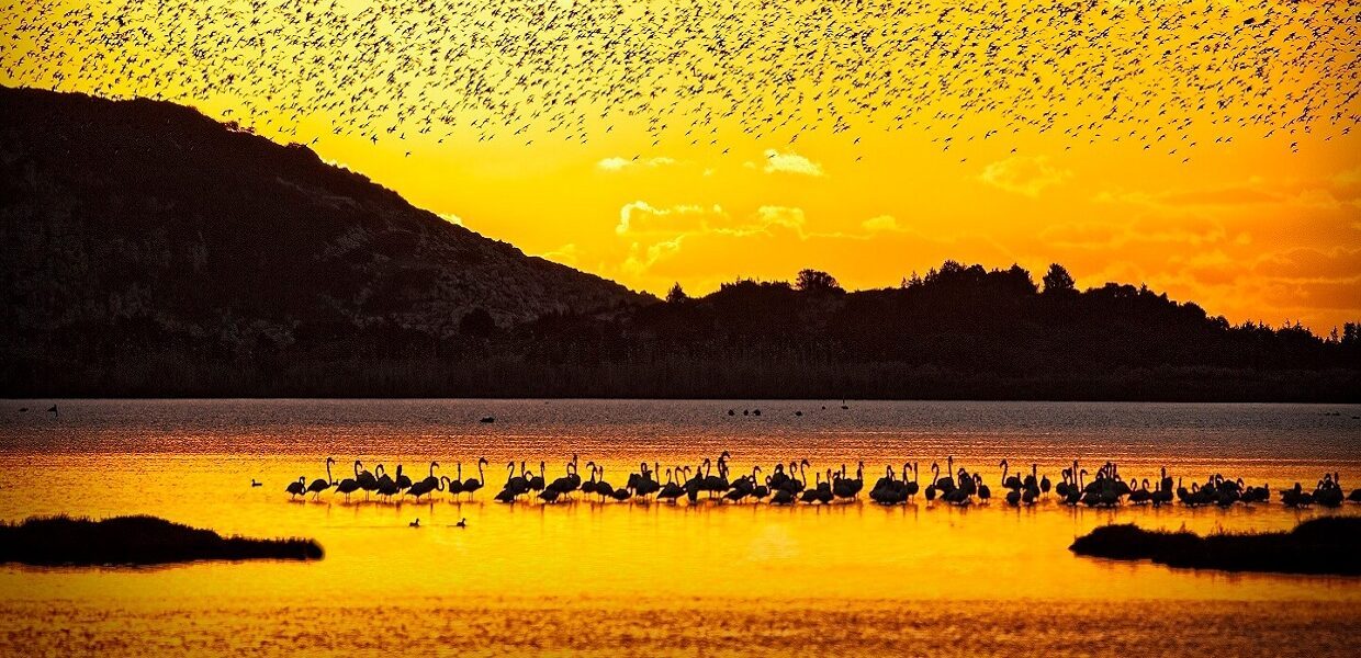 gialova lagoon birdwatching