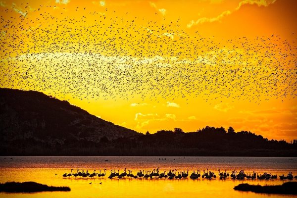 gialova lagoon birdwatching